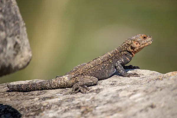 Retrato de lagarto marrón en la roca, Georgia — Foto de Stock