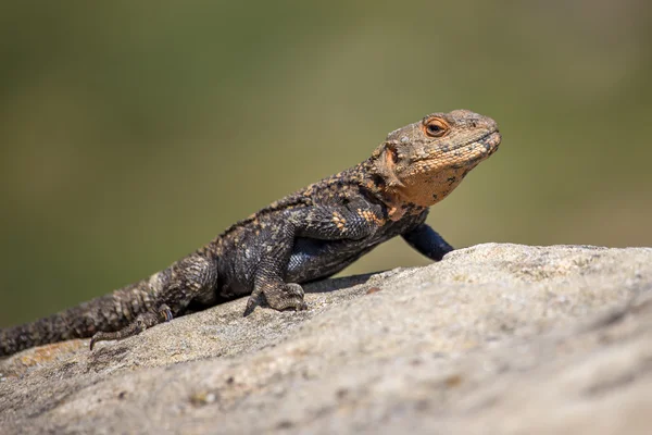 Retrato de lagarto marrón en la roca, Georgia — Foto de Stock