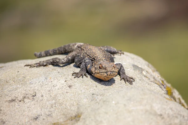 Portrét hnědé ještěr na skále, Georgia — Stock fotografie