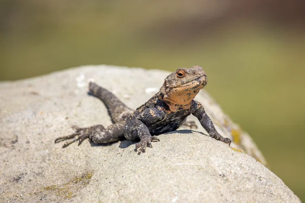 Retrato de lagarto marrón en la roca, Georgia — Foto de Stock