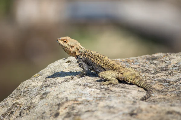 Portrét hnědé ještěr na skále, Georgia — Stock fotografie