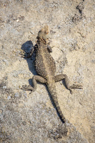 Retrato de lagarto marrón en la roca, Georgia — Foto de Stock