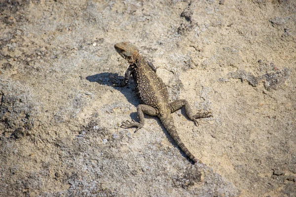 Portrait of brown lizard on the rock, Georgia — Stock Photo, Image