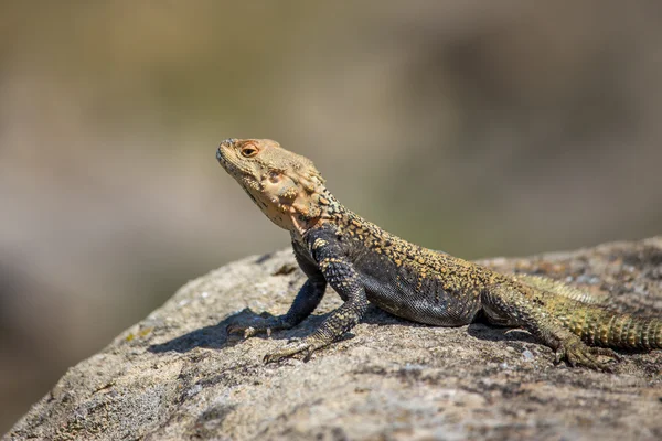 Retrato de lagarto marrón en la roca, Georgia — Foto de Stock