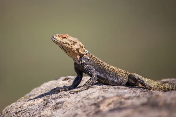 Retrato de lagarto marrón en la roca, Georgia — Foto de Stock