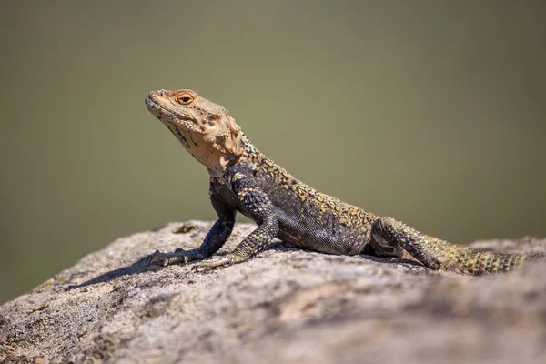 Retrato de lagarto marrón en la roca, Georgia — Foto de Stock