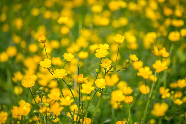 Flor en flor en primavera, buttercup, crowfoot, ranunculus —  Fotos de Stock