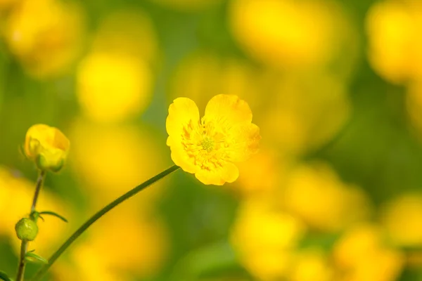 Blommande blomma på våren, smörblomma, kråkfot, ranunkel — Stockfoto