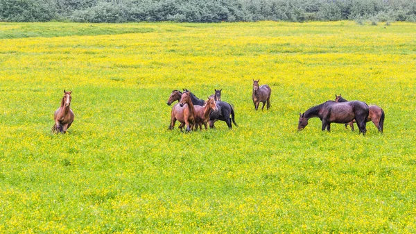 Grüne Ranunkelblütenweiden von Pferdehöfen. Regentag — Stockfoto