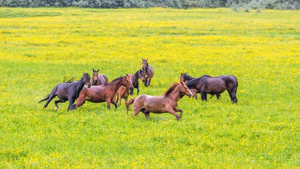 Grüne Ranunkelblütenweiden von Pferdehöfen. Regentag — Stockfoto