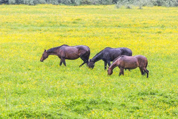 Green buttercup flower pastures of horse farms. Rainy day — Stock Photo, Image