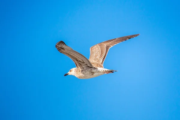 Açık kanatlı masmavi gökyüzünde uçan martı — Stok fotoğraf