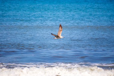 Deniz, Georgia uçan martı