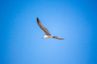 Açık kanatlı masmavi gökyüzünde uçan martı