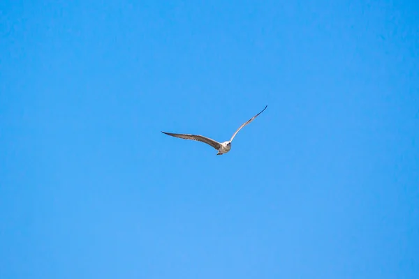 Gaivota voando no céu azul claro com asas abertas — Fotografia de Stock