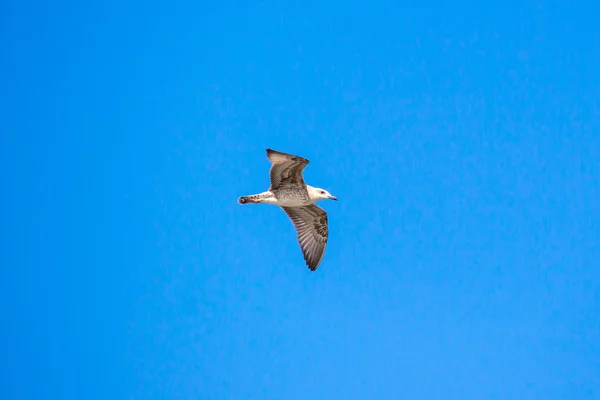 Açık kanatlı masmavi gökyüzünde uçan martı — Stok fotoğraf
