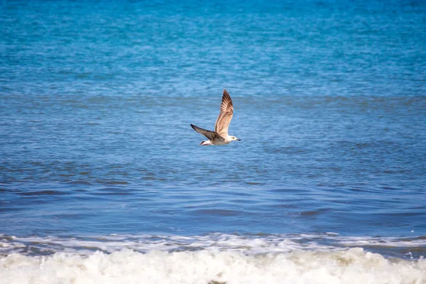Pescărușul care zboară deasupra mării, Georgia — Fotografie, imagine de stoc