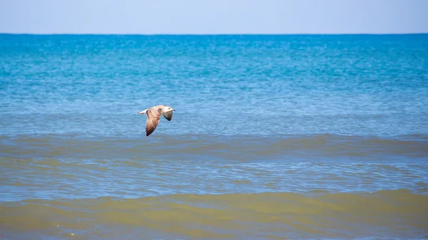 Möwe fliegt über das Meer, Georgien — Stockfoto