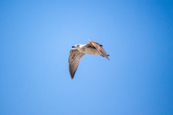 Açık kanatlı masmavi gökyüzünde uçan martı — Stok fotoğraf