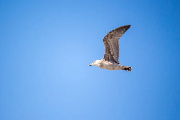 オープンの翼と澄んだ青い空を飛んでいるカモメ — ストック写真