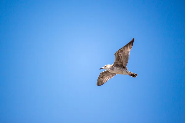 오픈 날개와 맑고 푸른 하늘에서 비행 하는 갈매기 — 스톡 사진