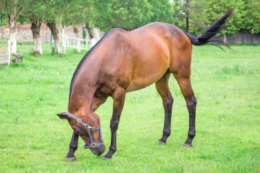 güzel at çiftlikte, Poti, Gürcistan