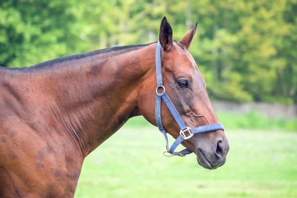 Porträtt av vacker häst med rep grimma — Stockfoto