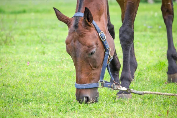 Horse grazing and chewing on grass — Stock Photo, Image