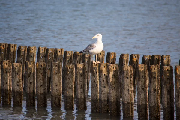 Одинокая чайка сидит на волнорезе, Поти, Грузия — стоковое фото