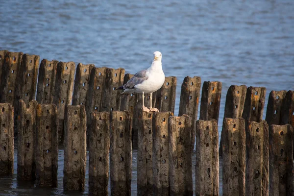 Одинокая чайка сидит на волнорезе, Поти, Грузия — стоковое фото