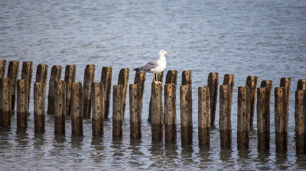 Una gaviota solitaria se sienta en el rompeolas, Poti, Georgia — Foto de Stock