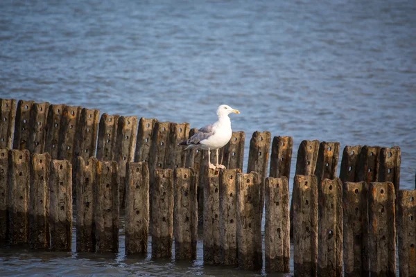 Un gabbiano solitario siede sul frangiflutti, Poti, Georgia — Foto Stock