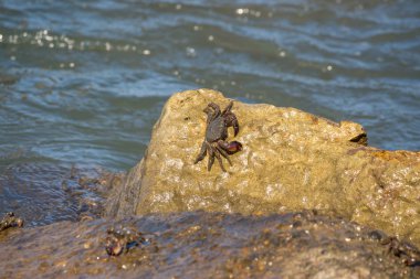 Yengeç closeup, Karadeniz yengeçler, hayat kasık biti