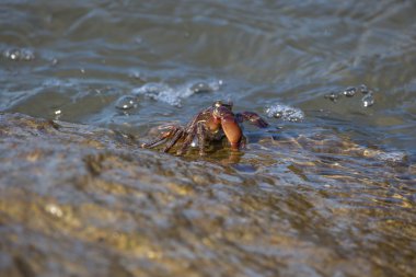 Yengeç closeup, Karadeniz yengeçler, hayat kasık biti