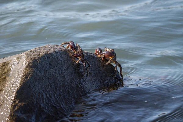 Cangrejo de cerca, cangrejos del Mar Negro, cangrejos de la vida — Foto de Stock