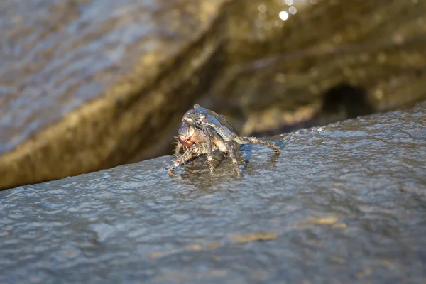 Krabba närbild, Svarta havet krabbor, krabbor liv — Stockfoto