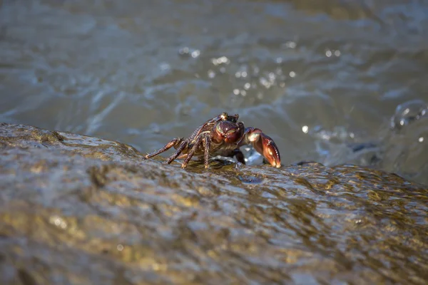 Crabe gros plan, crabes de la mer Noire, vie des crabes — Photo