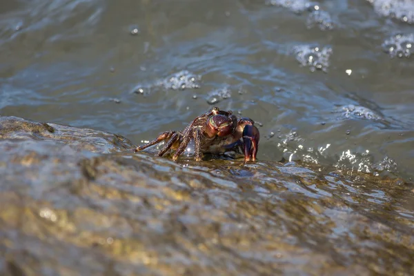 Krabben Nahaufnahme, schwarze Meereskrabben, Krebse Leben — Stockfoto