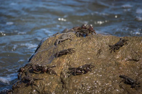 Cangrejo de cerca, cangrejos del Mar Negro, cangrejos de la vida — Foto de Stock