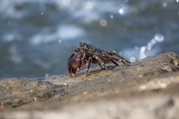 Crabe gros plan, crabes de la mer Noire, vie des crabes — Photo