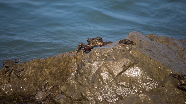 Cangrejo de cerca, cangrejos del Mar Negro, cangrejos de la vida — Foto de Stock