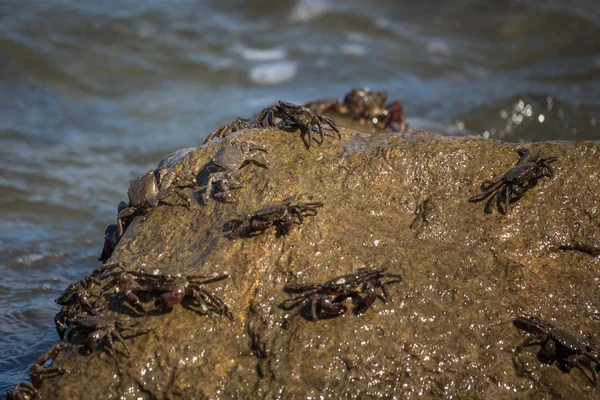 Cangrejo de cerca, cangrejos del Mar Negro, cangrejos de la vida — Foto de Stock