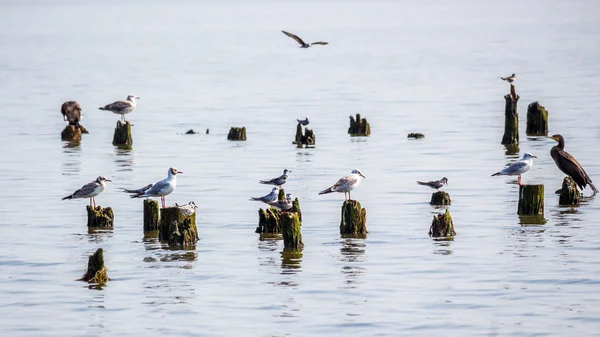 Cormorans et mouettes sur le lac Paléostomi, Poti, Géorgie — Photo