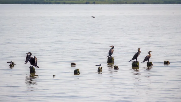 Cormoranes y gaviotas en el lago Paleostomi, Poti, Georgia — Foto de Stock