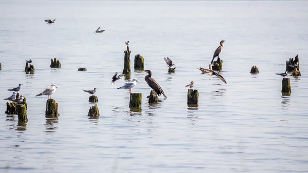Corvos-marinhos e gaivotas no lago Paleostomi, Poti, Geórgia — Fotografia de Stock