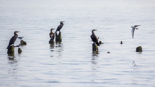 Cormorani e gabbiani sul lago Paleostomi, Poti, Georgia — Foto Stock