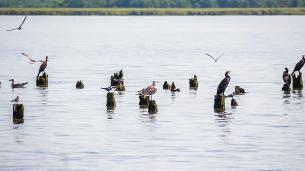 Corvos-marinhos e gaivotas no lago Paleostomi, Poti, Geórgia — Fotografia de Stock