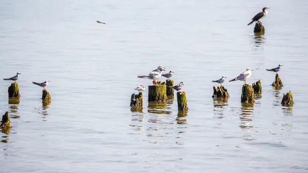 Cormorants and seagulls on lake Paleostomi, Poti, Georgia — Stock Photo, Image