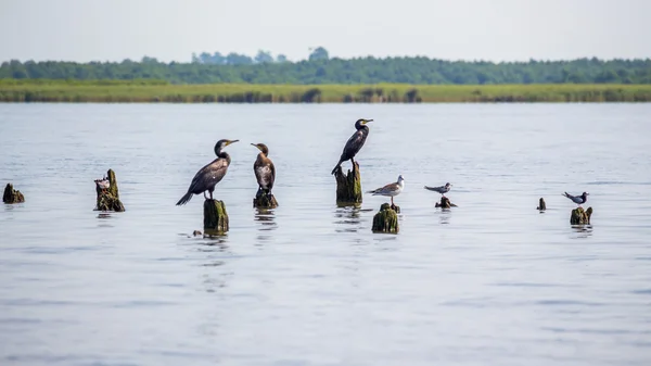 Cormoranes y gaviotas en el lago Paleostomi, Poti, Georgia — Foto de Stock