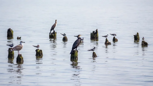 Cormoranes y gaviotas en el lago Paleostomi, Poti, Georgia — Foto de Stock